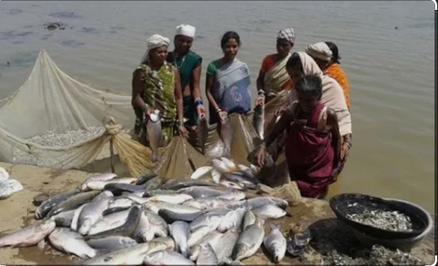 पालघर-ठाणे के मत्स्य किसानों के लिए बड़ी योजना: 100% अनुदान पर शुरू करें आधुनिक केकड़ा पालन