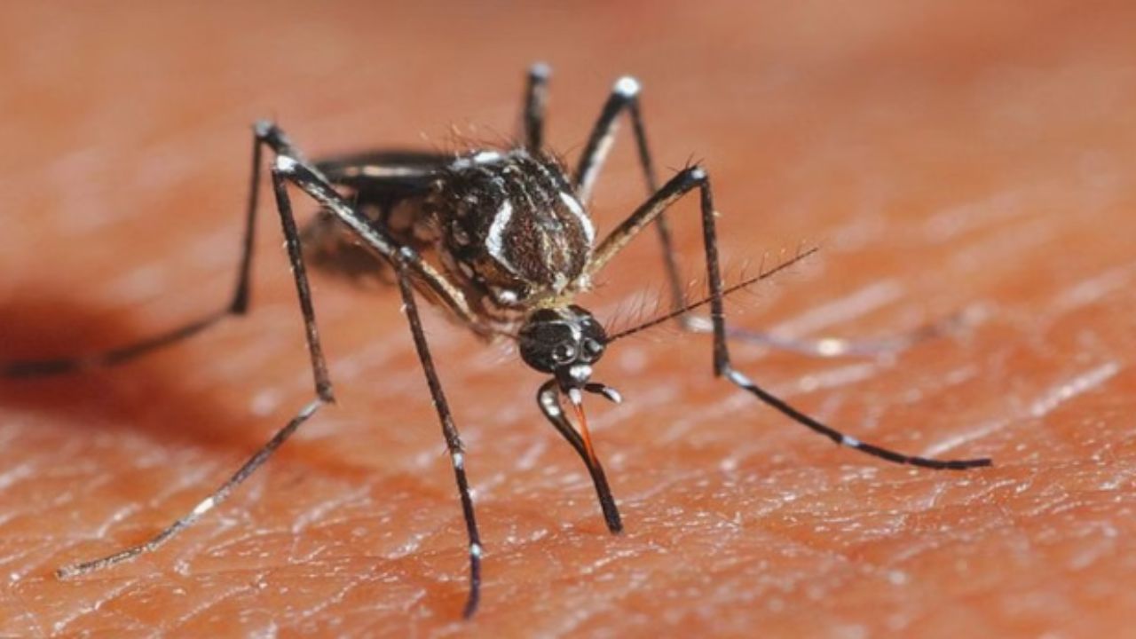 जापानी इंसेफेलाइटिस के खिलाफ महाराष्ट्र सतर्क; टीकाकरण अभियान में आई तेजी